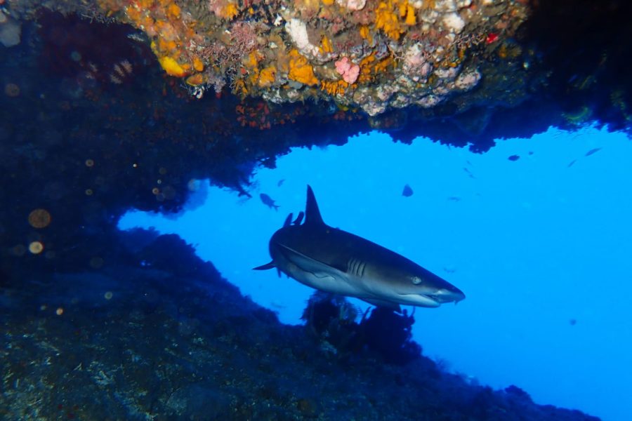 GILI-TEPEKONG-SHARK-POINT